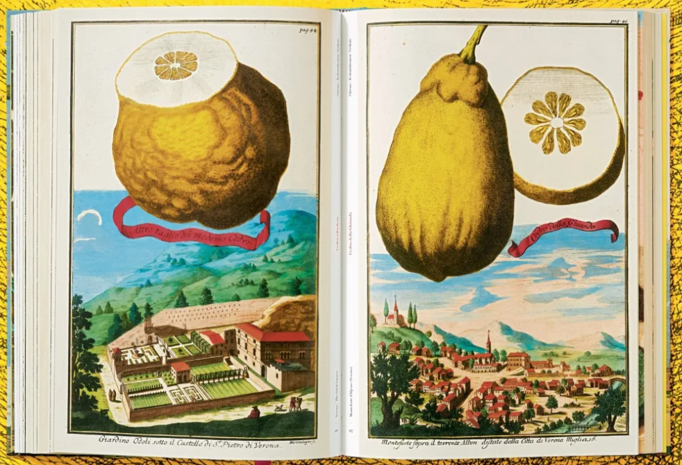 Taschen Book limited edition volkamer, citrus fruits