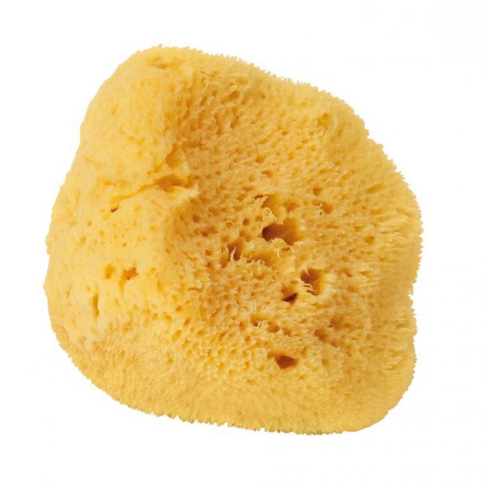 Natural sea sponge