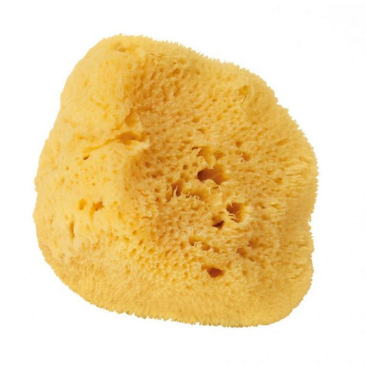 Natural sea sponge